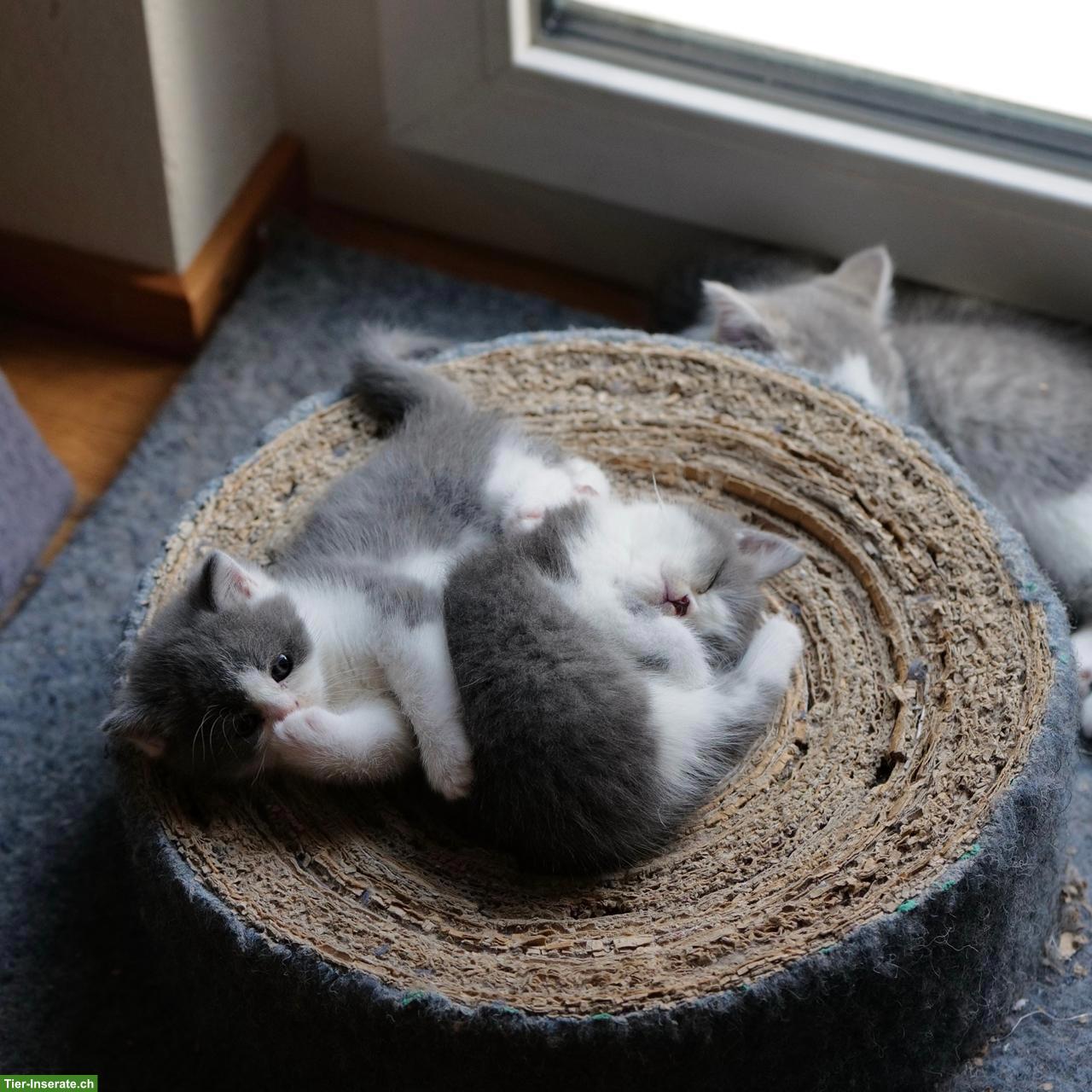 Bild 10: Perser x BKH Mix Kitten