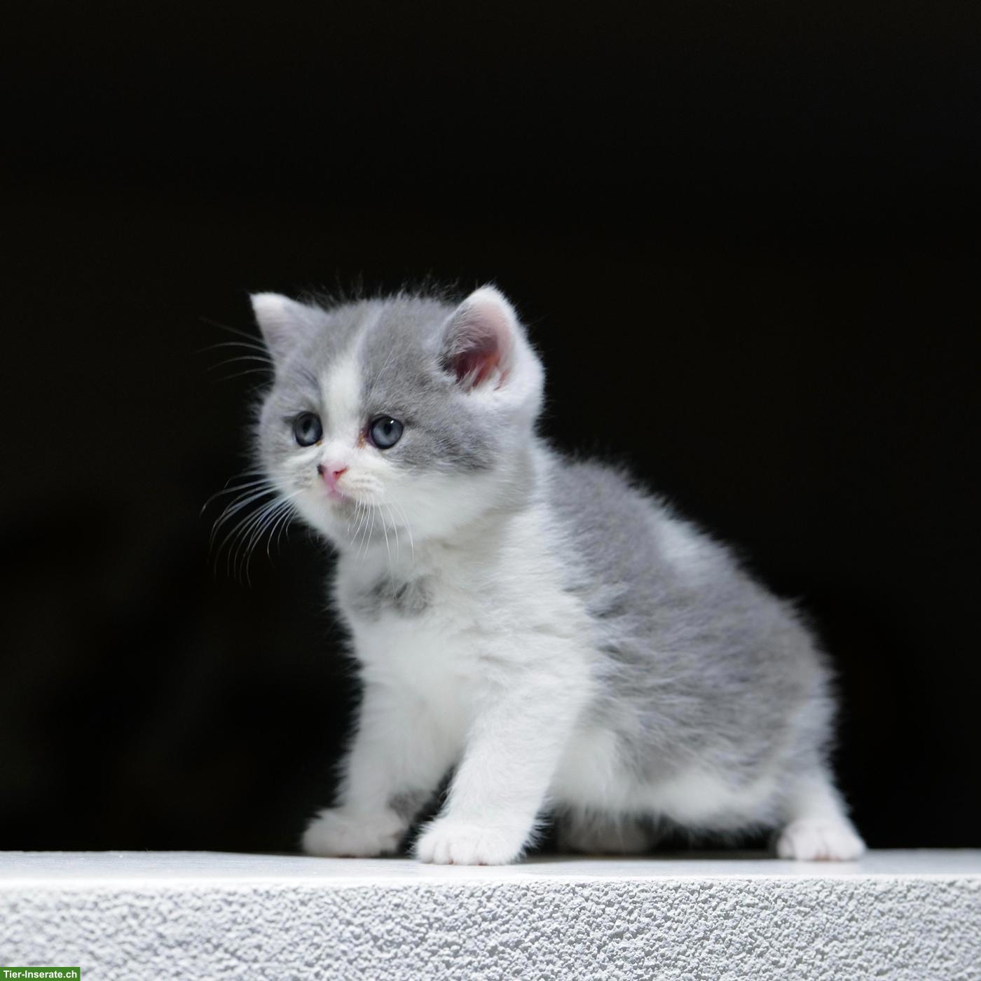 Bild 2: Perser x BKH Mix Kitten