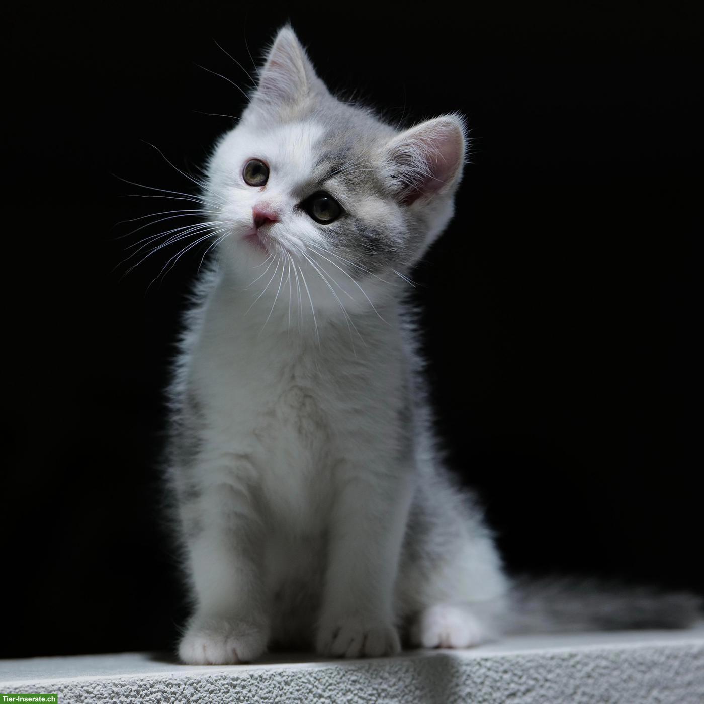 Bild 3: Perser x BKH Mix Kitten