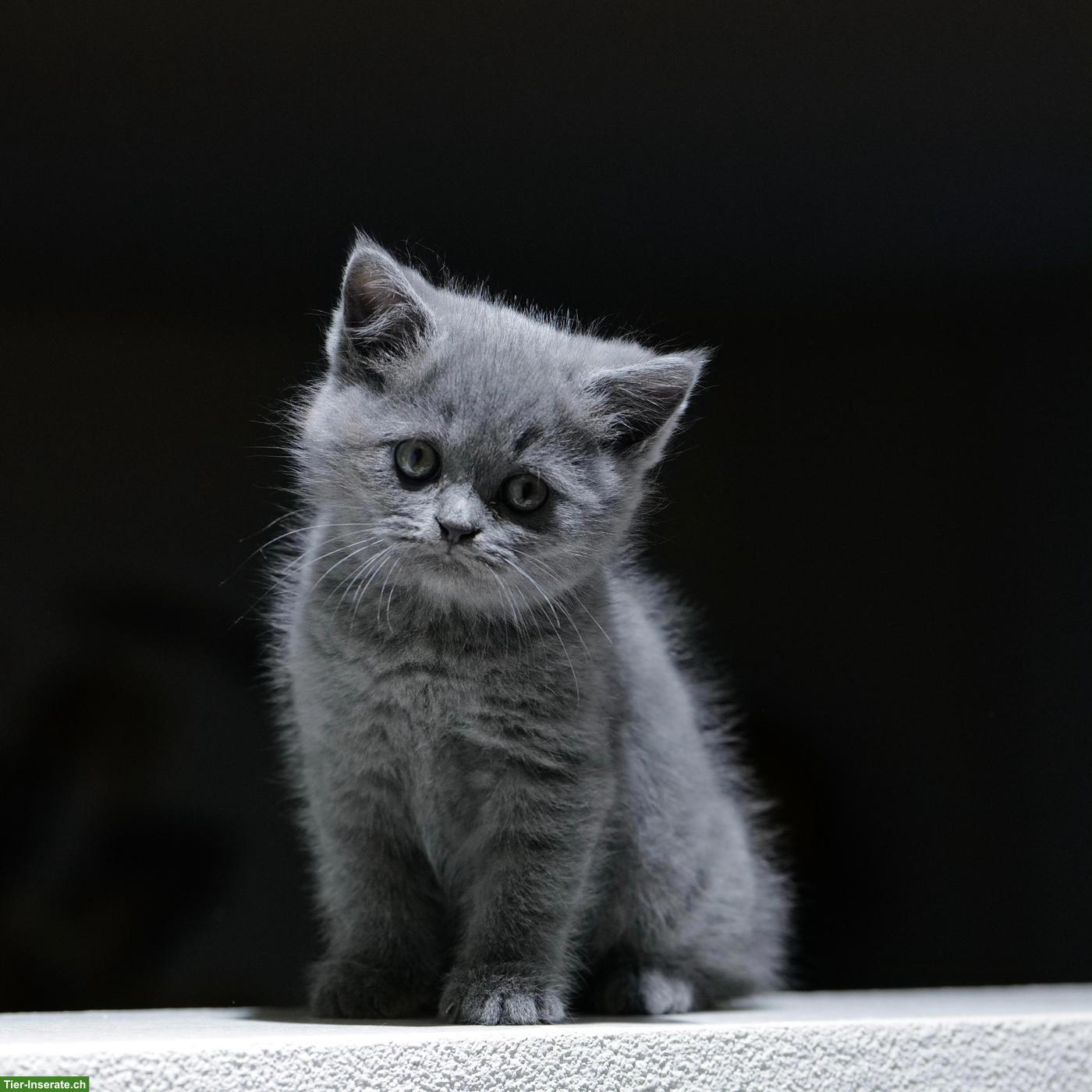 Bild 4: Perser x BKH Mix Kitten