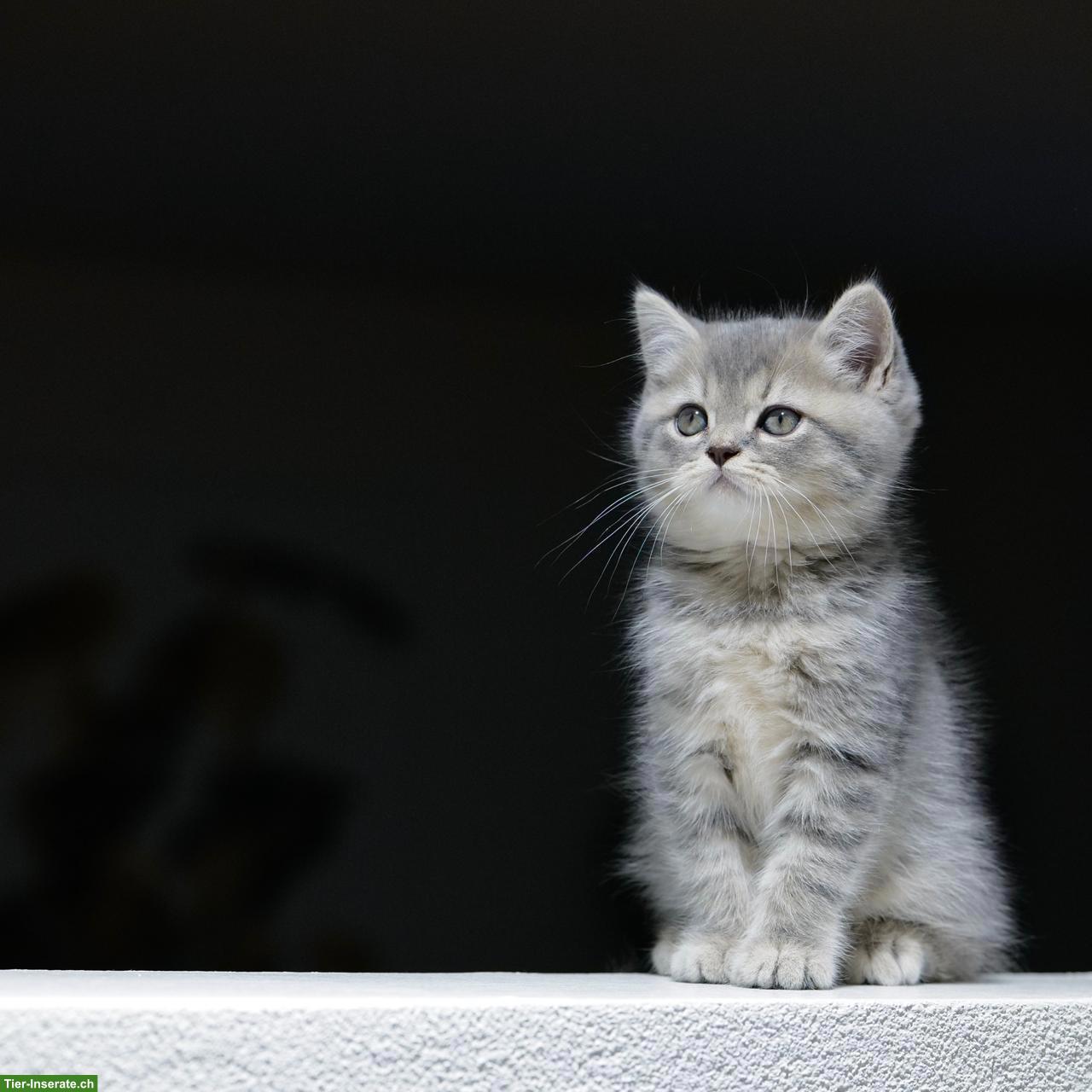 Bild 5: Perser x BKH Mix Kitten
