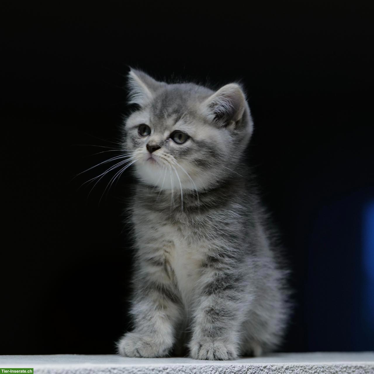 Bild 6: Perser x BKH Mix Kitten