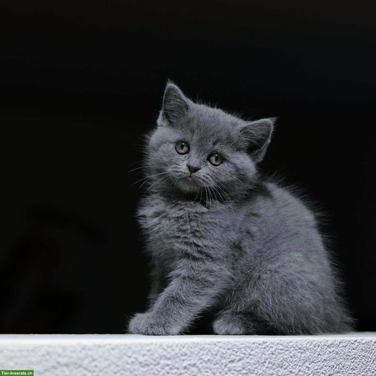 Bild 7: Perser x BKH Mix Kitten