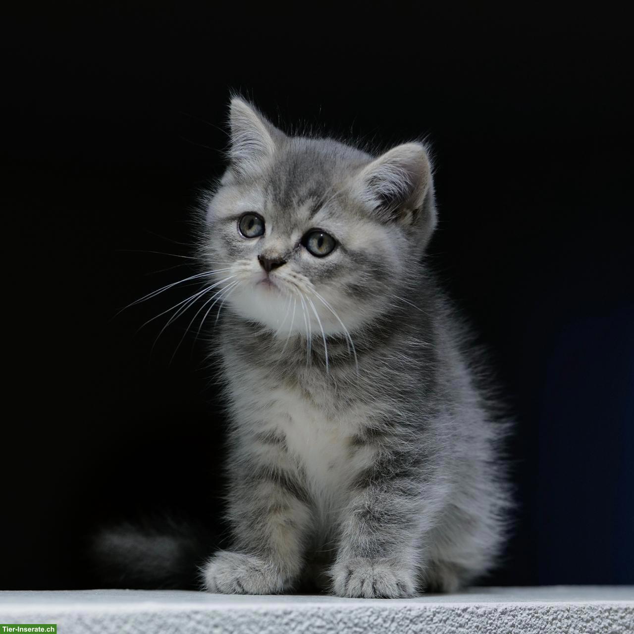 Bild 8: Perser x BKH Mix Kitten