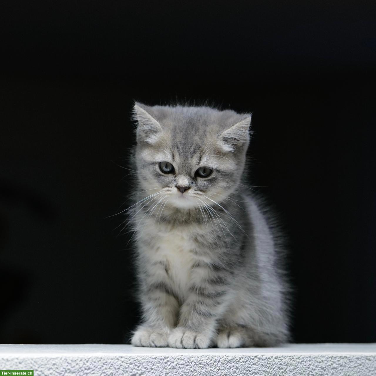 Bild 9: Perser x BKH Mix Kitten