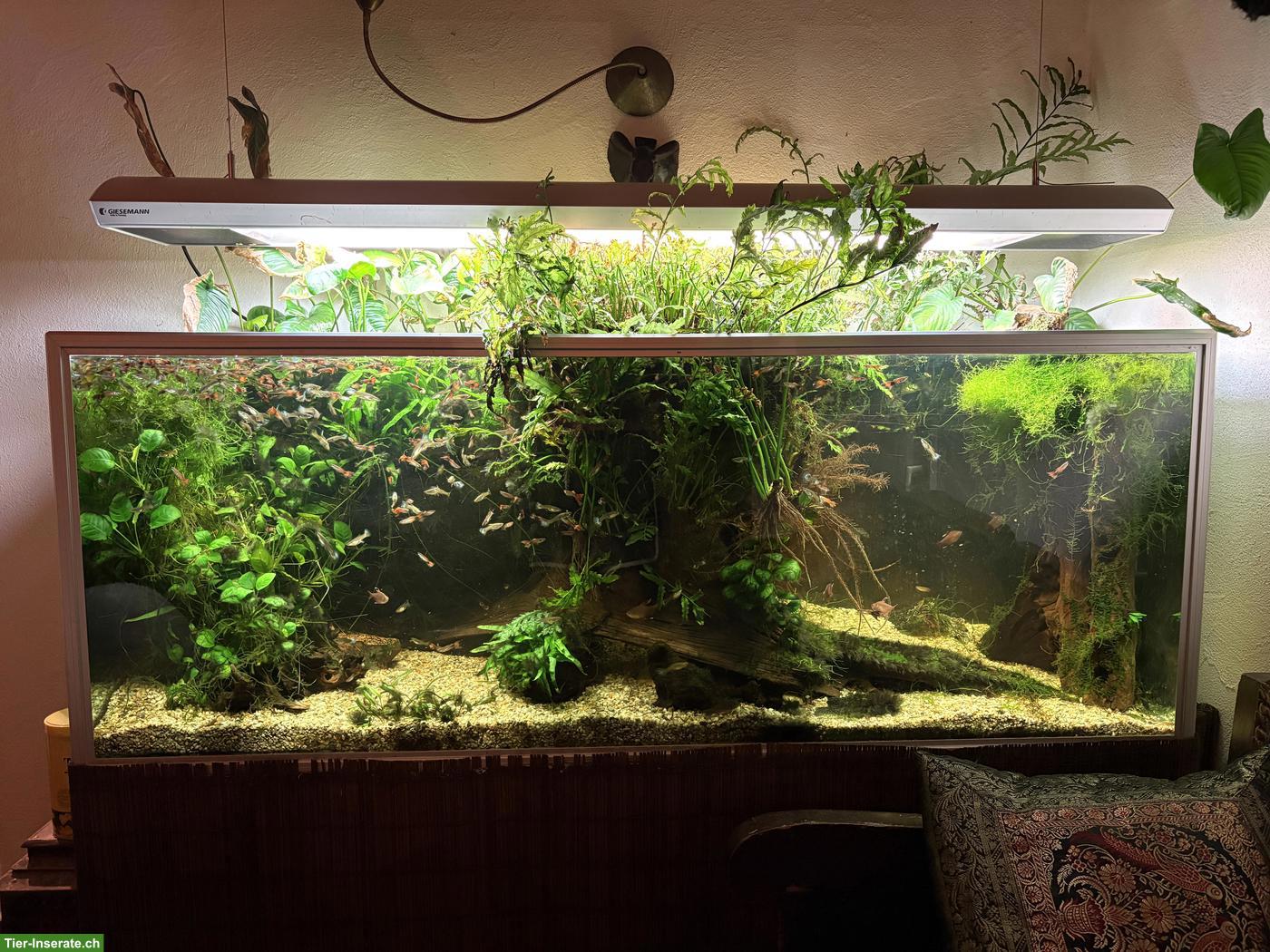 Aquarium-Komplettpaket mit Fischen & Pflanzen