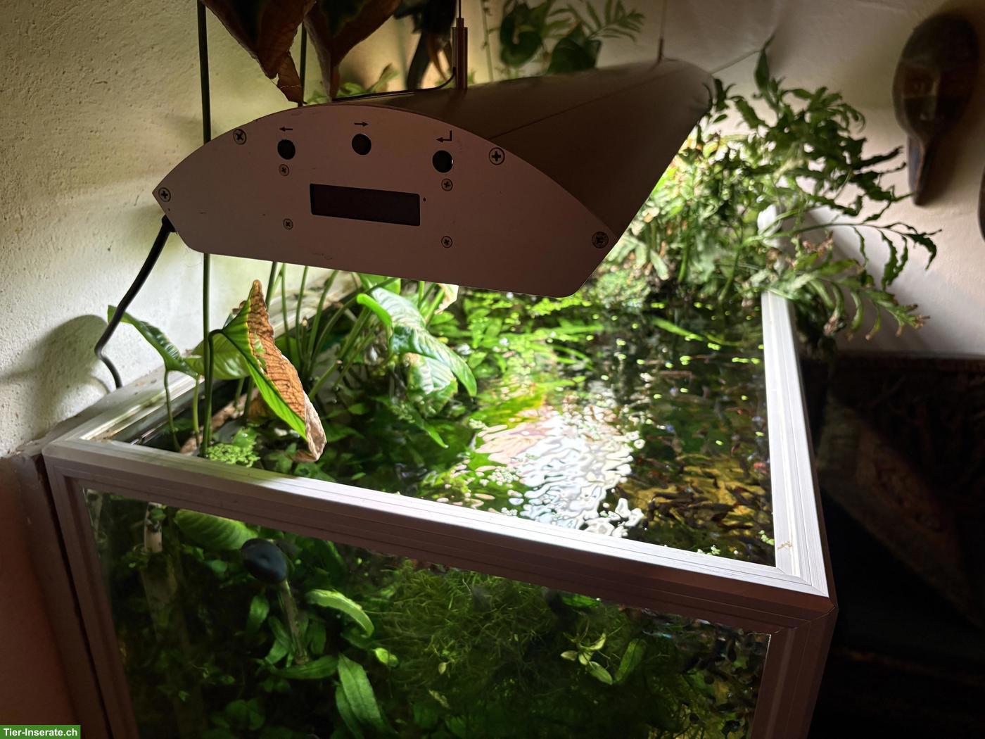 Bild 2: Aquarium-Komplettpaket mit Fischen & Pflanzen