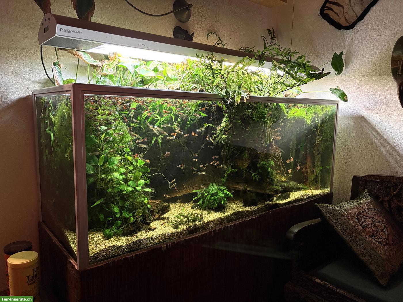 Bild 3: Aquarium-Komplettpaket mit Fischen & Pflanzen