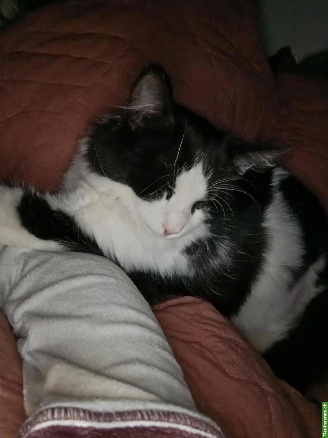 Maine Coon Mischlingskater, 6 Monate
