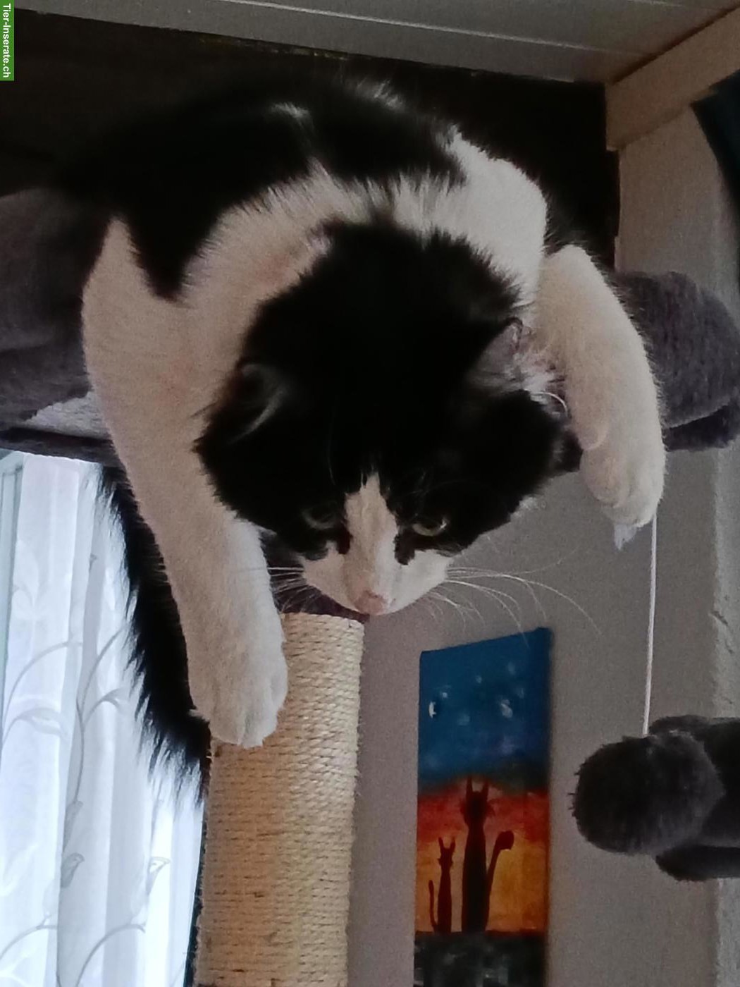Bild 2: Maine Coon Mischlingskater, 6 Monate