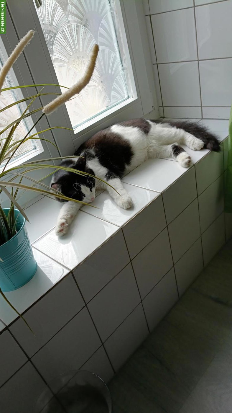 Bild 4: Maine Coon Mischlingskater, 6 Monate