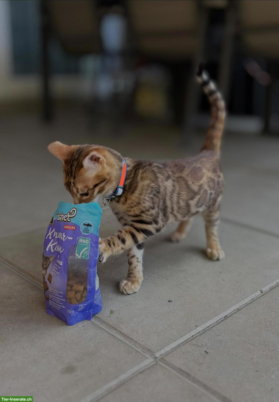 Junger Bengal Kater sucht liebes Zuhause