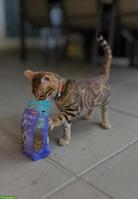 Junger Bengal Kater sucht liebes Zuhause