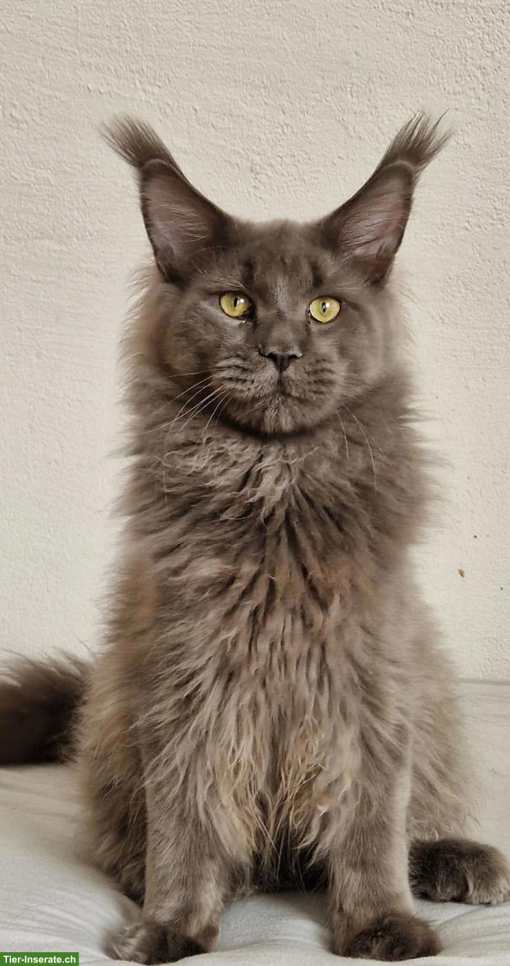 Wunderschöner Maine Coon Kater sucht ein liebes Zuhause