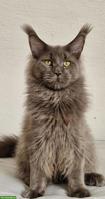 Wunderschöner Maine Coon Kater sucht ein liebes Zuhause