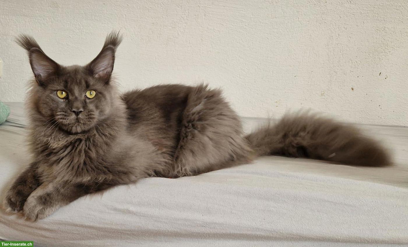 Bild 2: Wunderschöner Maine Coon Kater sucht ein liebes Zuhause