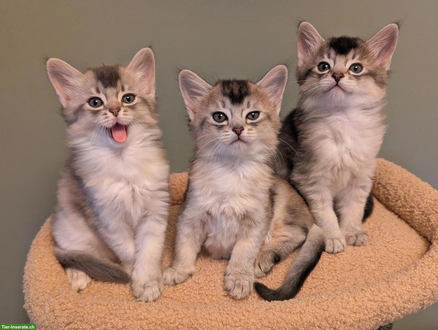 Silberfarbene Somali Kitten, 6 Wochen alt