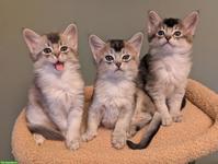 Silberfarbene Somali Kitten, 6 Wochen alt