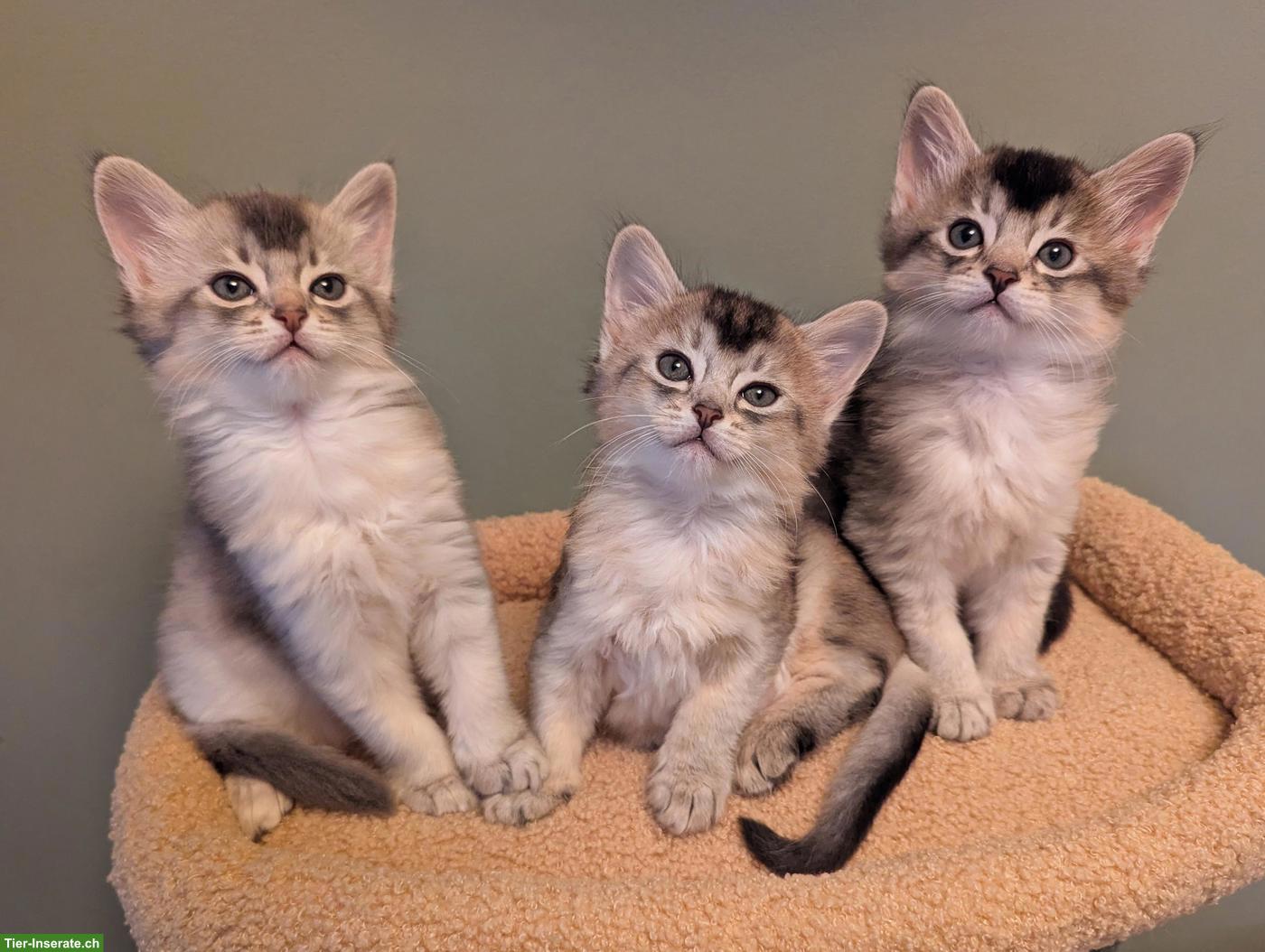Bild 3: Silberfarbene Somali Kitten, 6 Wochen alt