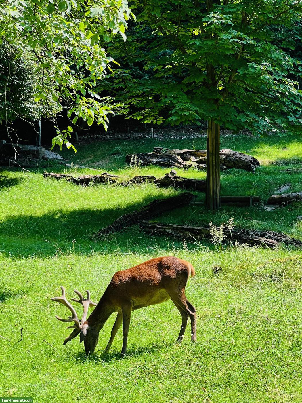Suchen Leiterin / Leiter Verein Hirschpark Luzern