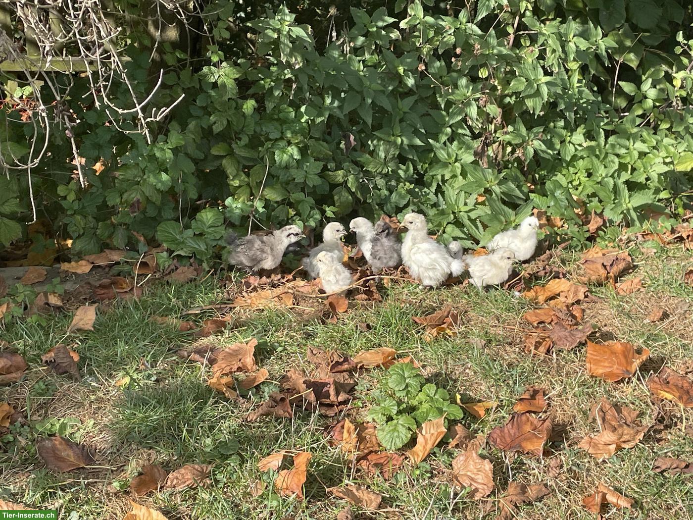 Bild 2: Naturgebrütete Seidenhuhn Bibeli