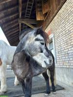 Shetty x Welsh Mix Wallach