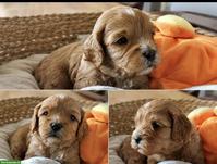 Ein Cavapoo wie aus dem Bilderbuch