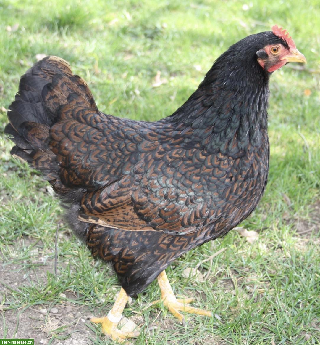 Barnevelder Junghennen & Junghähne, August 2026