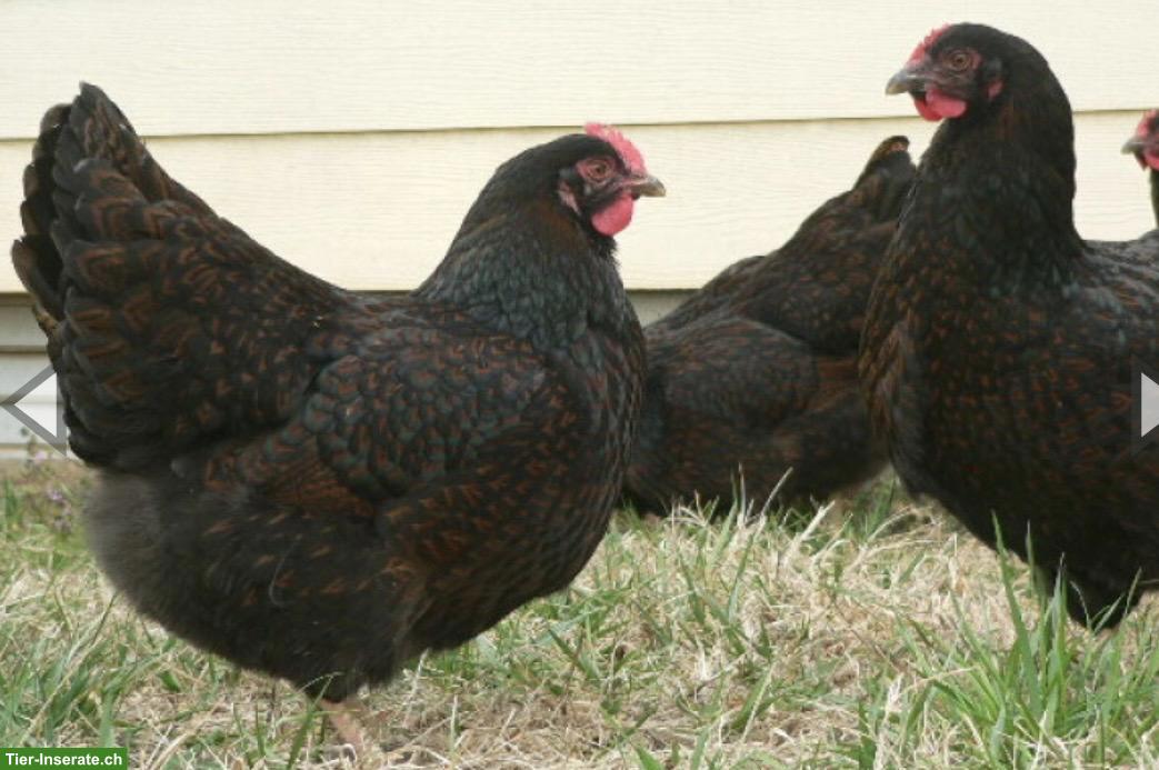 Bild 3: Barnevelder Junghennen & Junghähne, August 2026