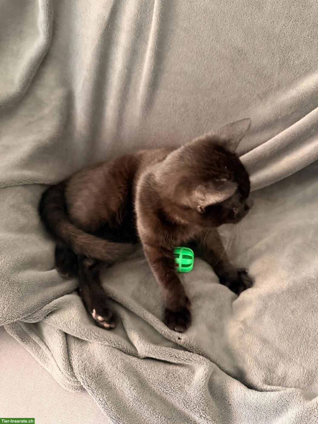 Kater Balu, 6 Monate, sucht ein Zuhause mit Freigang