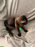 Kater Balu, 6 Monate, sucht ein Zuhause mit Freigang