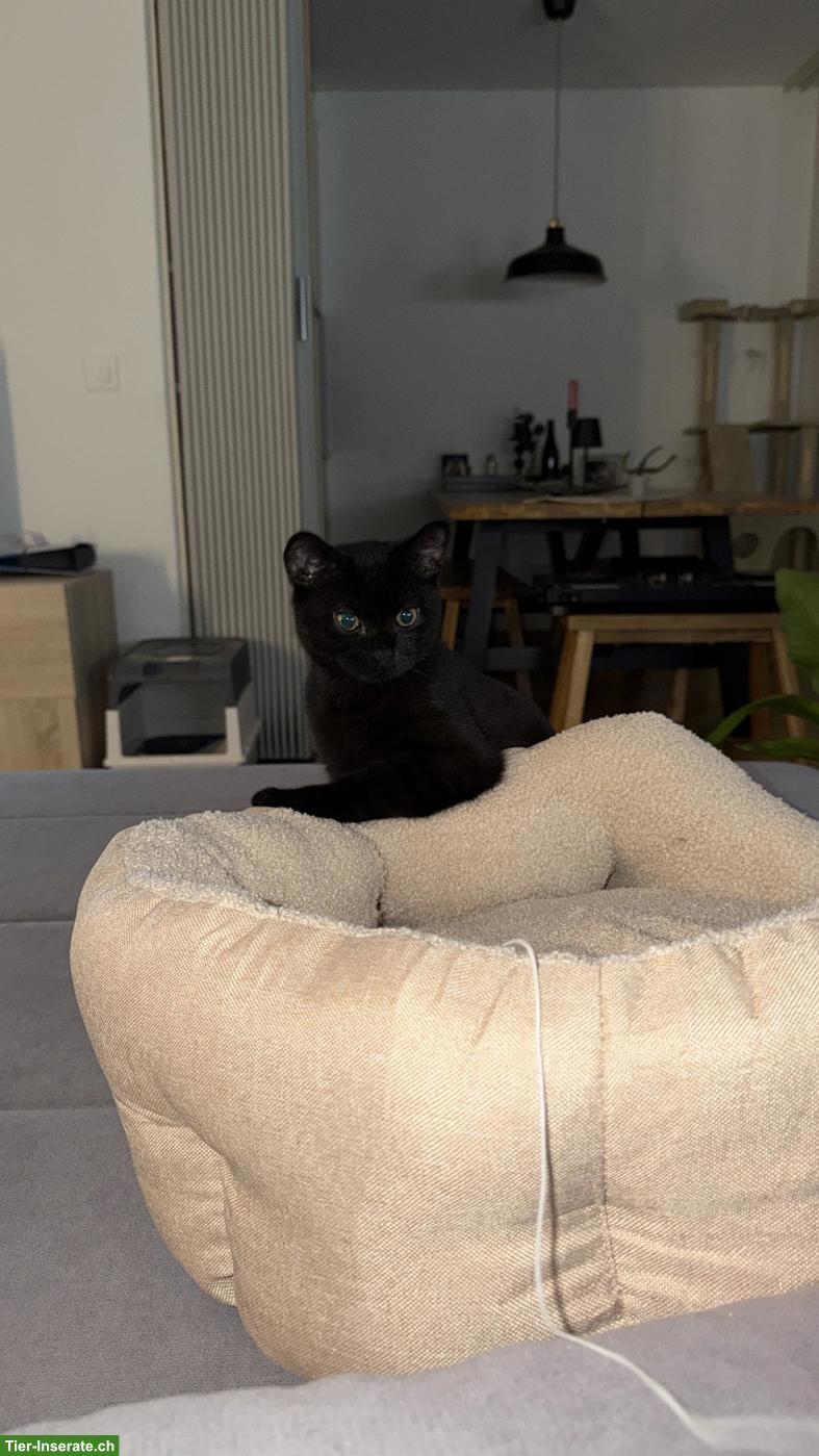 Bild 2: Kater Balu, 6 Monate, sucht ein Zuhause mit Freigang