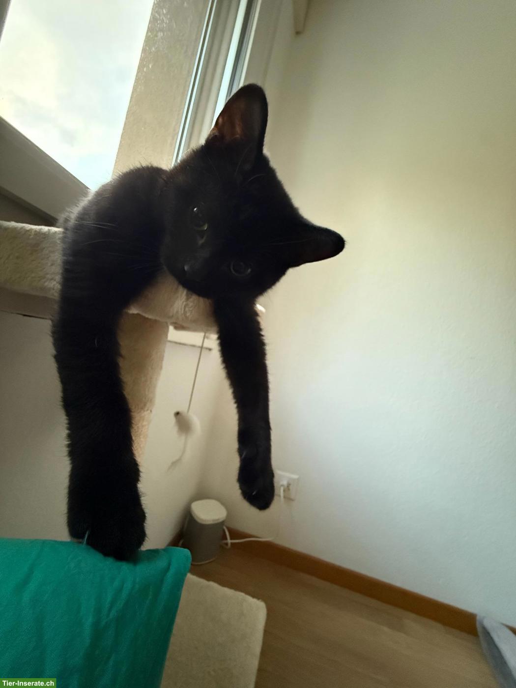 Bild 3: Kater Balu, 6 Monate, sucht ein Zuhause mit Freigang