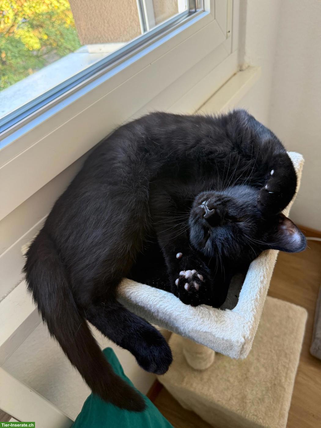 Bild 4: Kater Balu, 6 Monate, sucht ein Zuhause mit Freigang