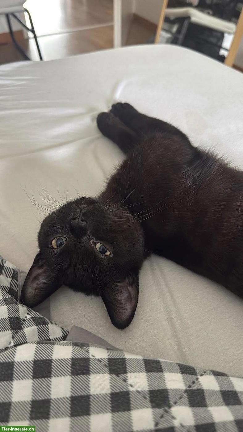 Bild 5: Kater Balu, 6 Monate, sucht ein Zuhause mit Freigang