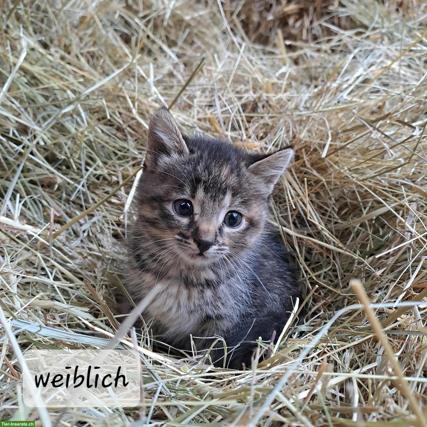 Bild 3: Junge, sehr zahme Bauernhofkatzen abzugeben