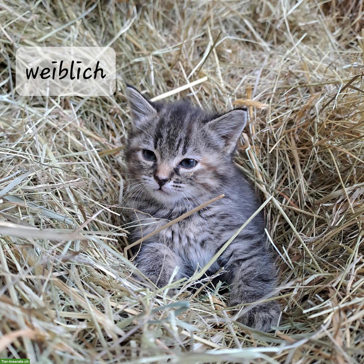 Bild 4: Junge, sehr zahme Bauernhofkatzen abzugeben