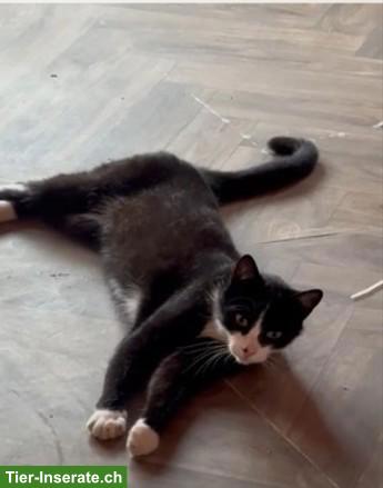 Schwarz-weisse Europäische Hauskatze (Mojo) vermisst