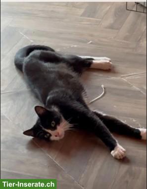 Bild 2: Schwarz-weisse Europäische Hauskatze (Mojo) vermisst