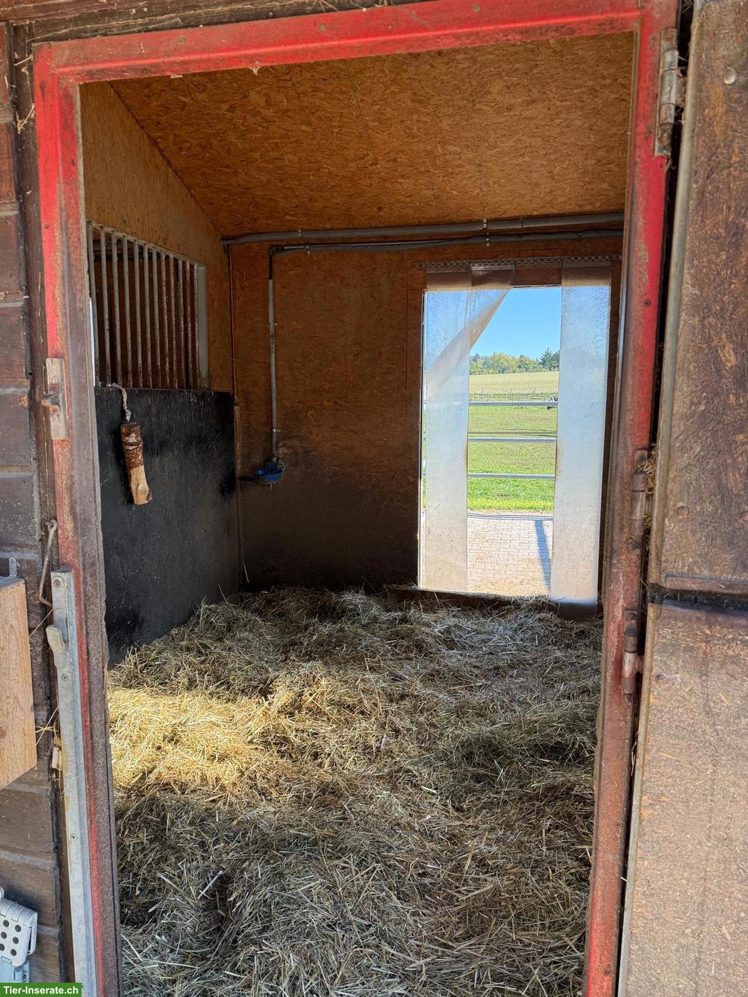 Bild 2: Fensterbox, Paddock-Box Schweizer Grenze, Vollpension Beritt