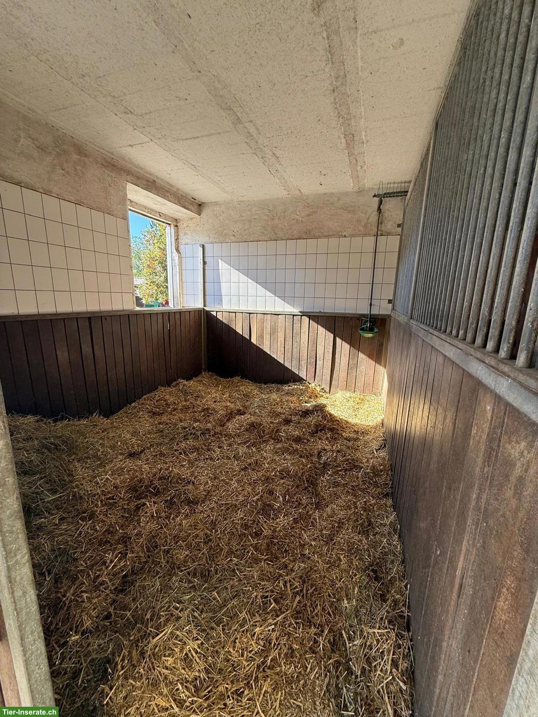 Bild 3: Fensterbox, Paddock-Box Schweizer Grenze, Vollpension Beritt