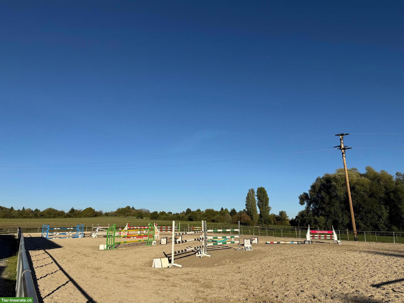 Bild 5: Fensterbox, Paddock-Box Schweizer Grenze, Vollpension Beritt