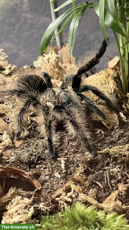 Tliltocatl albopilosus, Kraushaar-Vogelspinne
