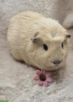 Wunderschöner Meerschweinchen Spätkastrat