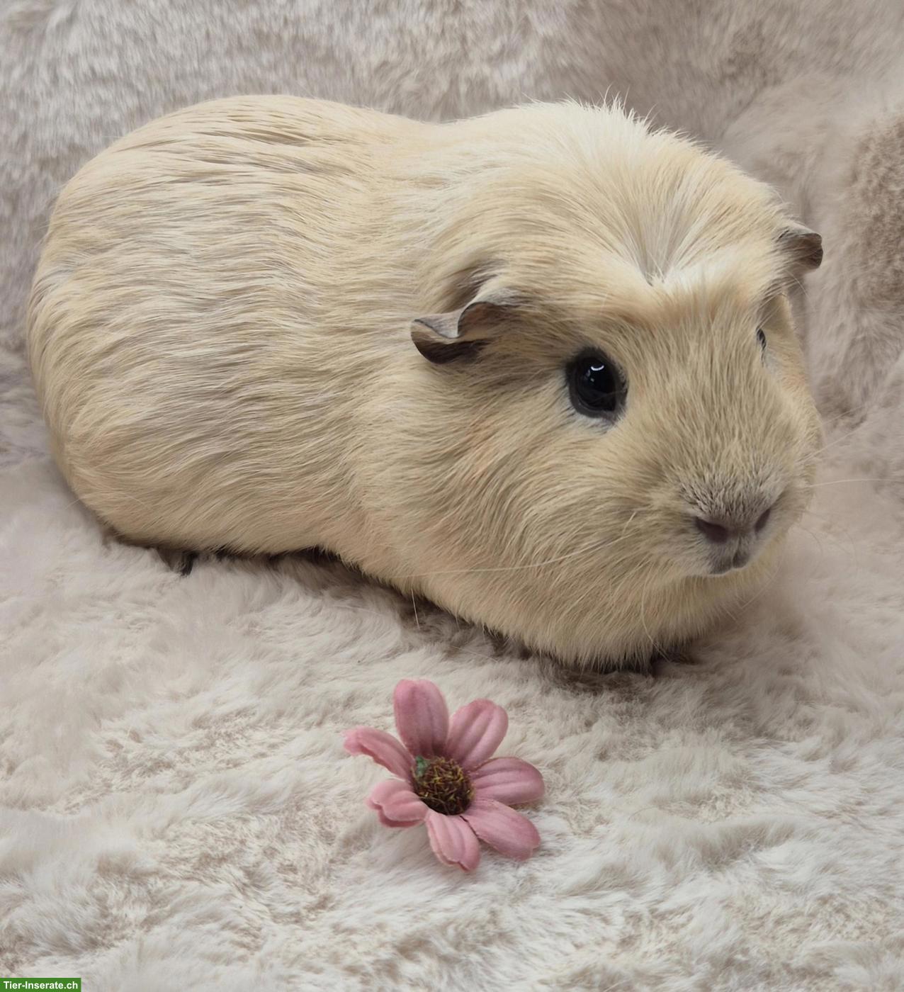 Bild 2: Wunderschöner Meerschweinchen Spätkastrat