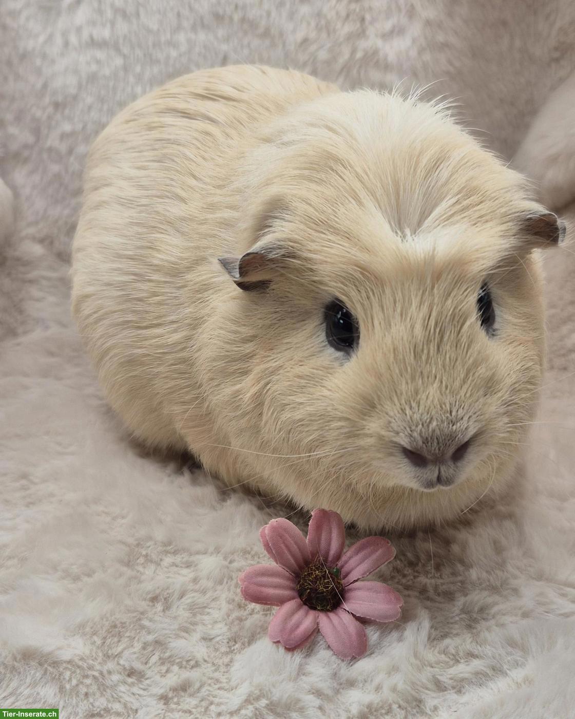 Bild 4: Wunderschöner Meerschweinchen Spätkastrat