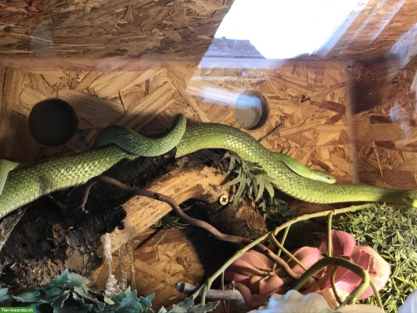 1.1 Rhadinophis prasinus