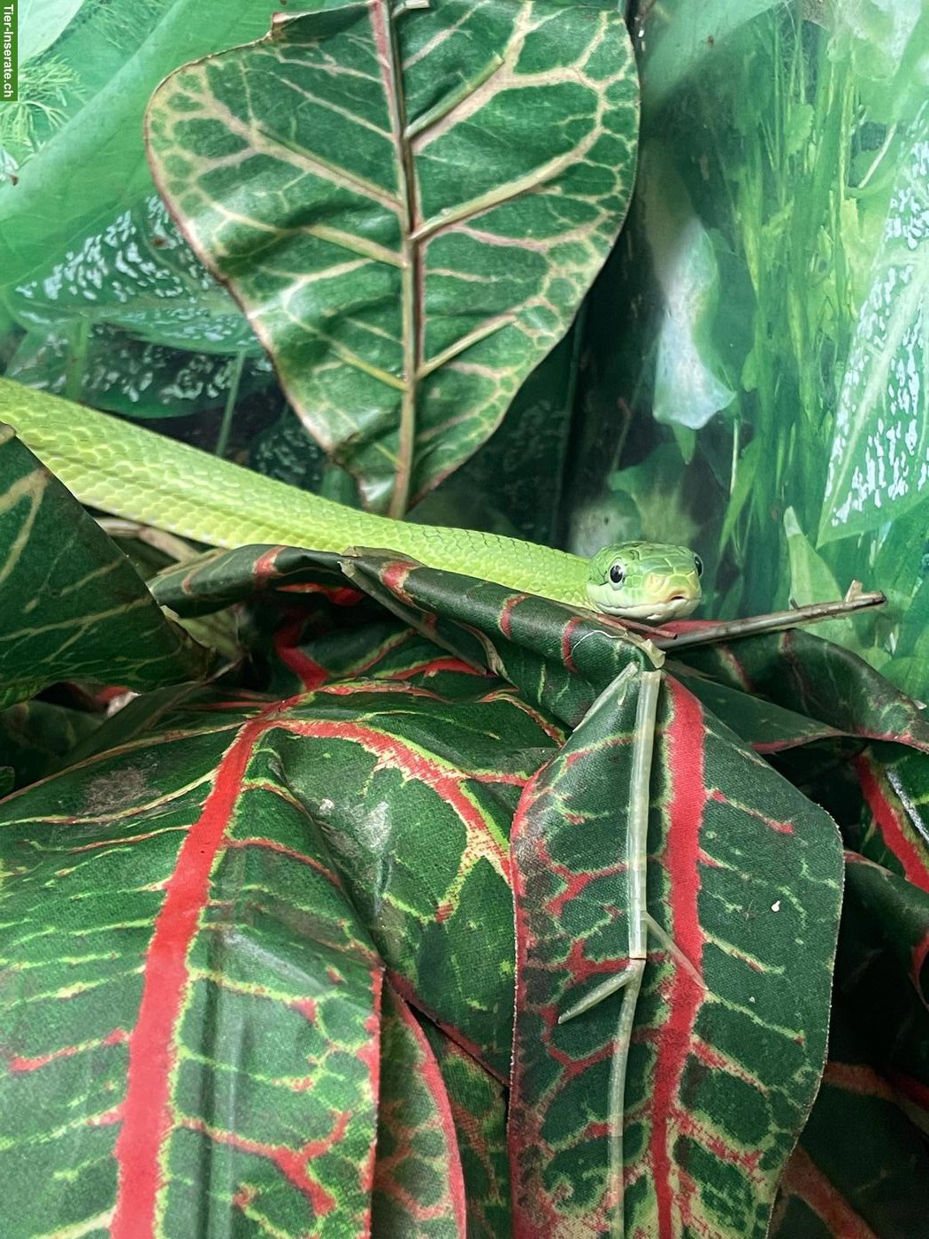 Bild 3: 1.1 Rhadinophis prasinus