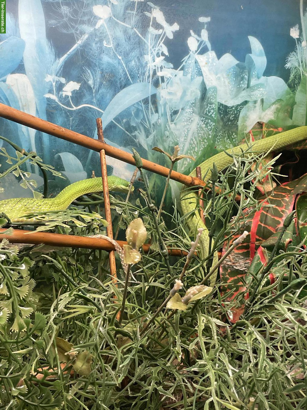 Bild 5: 1.1 Rhadinophis prasinus