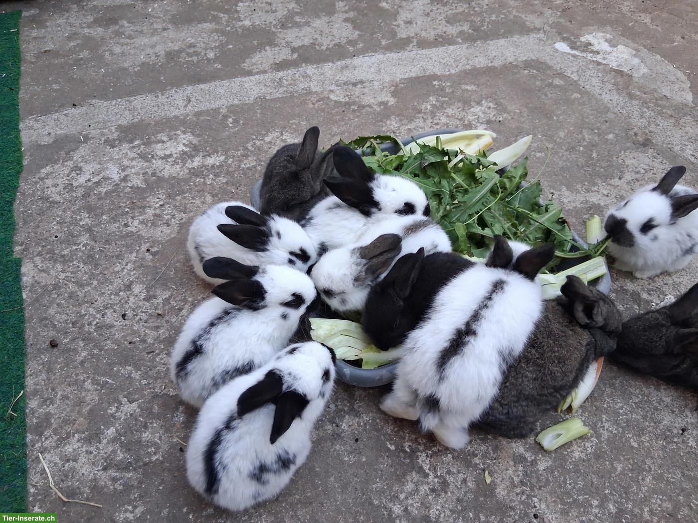 Bild 3: Riesenschecken Kaninchen zu vergeben